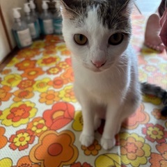 毎日玄関まで送迎してくれる元気で頭の良い半年の猫！祖母はシャム猫？