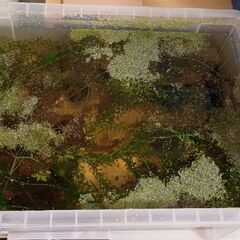 小さな池 20 リットル水槽 (植物と小さなカタツムリ)の画像