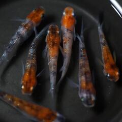 三色ラメ メダカの卵 20個＋α(保証分) めだか たまご 紅白メダカ ラメの画像