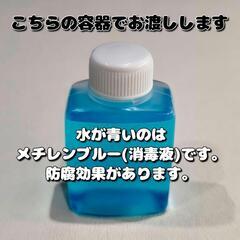 三色ラメ メダカの卵 20個＋α(保証分) めだか たまご 紅白メダカ ラメの画像