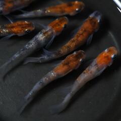 三色ラメ メダカの卵 20個＋α(保証分) めだか たまご 紅白メダカ ラメの画像