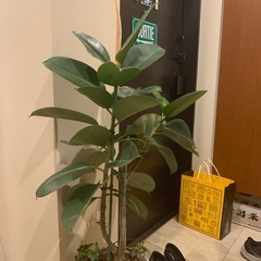 ゴムの木の画像