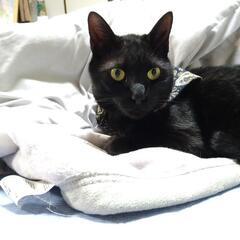 黒猫を探しています