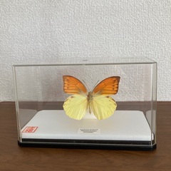 キレイな蝶の標本差し上げます。の画像
