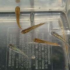 メダカ　　　掛け合わせ　セットの画像
