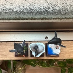 ペンギン　ガチャガチャの画像