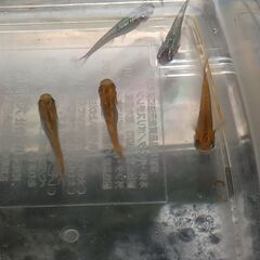 メダカ　　　掛け合わせ　セットの画像