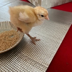 🍀里親募集🍀　可愛いひよこ🐣❤️