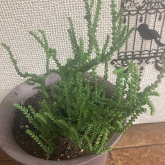 多肉植物　クラッスラの画像