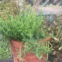 多肉植物　クラッスラの画像