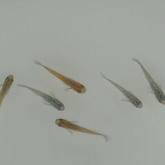 メダカ　　　掛け合わせ　セットの画像