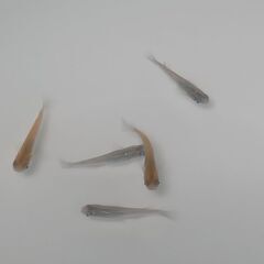 メダカ　　　掛け合わせ　セットの画像