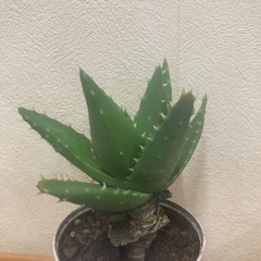 多肉植物　不夜城の画像