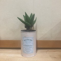 多肉植物　不夜城