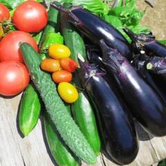 農家さん！　　　　　　　　　　　　　　形が悪くて出荷出来ない夏野菜！宇品フリマで出店しませんか？　　　　　　　　　　　　広島うじなみなとフリーマーケット - 広島市