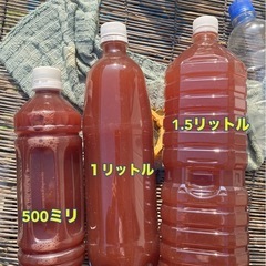 【期間限定】自家培養　PSBの画像