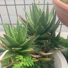 多肉植物　不夜城の画像