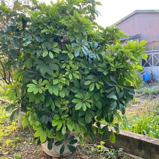 庭木　カポック