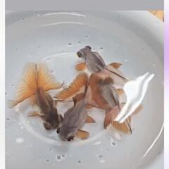 （受け付け終了）金魚　瑪瑙蝶尾の画像