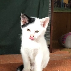 実家の物置で生まれた野良猫の子です