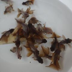 金魚　瑪瑙蝶尾　型落ちの画像