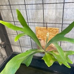 コウモリラン ビカクシダ 板20×30 ネザーランドの画像