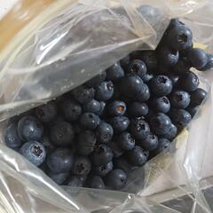 無農薬　ブルーベリー　500g入り②の画像