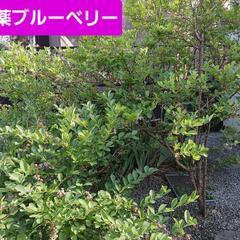 無農薬　ブルーベリー　500g入り②の画像