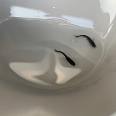 (2セットのみ)オランジェ1ペアの画像