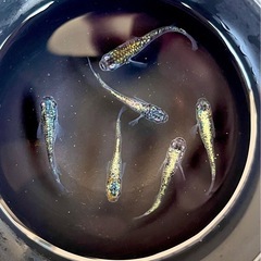 グリッター　めだかの画像