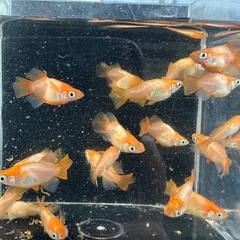 メダカ【東天光ダルマ】　５匹(オスメス入り) 産卵中の画像