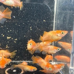 メダカ【東天光ダルマ】　５匹(オスメス入り) 産卵中の画像