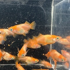 メダカ【東天光ダルマ】　５匹(オスメス入り) 産卵中の画像