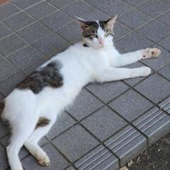 人懐こいキジ白オス猫
