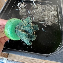 メダカの卵  サバの極み 産卵床ごと めだか 改良メダカの画像