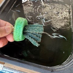 メダカの卵  サバの極み 産卵床ごと めだか 改良メダカの画像