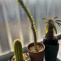 サボテンの画像