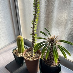 サボテンの画像