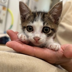 大きいおめめのゴロスリ幸生（しき）ちゃんの画像
