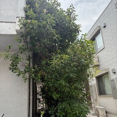 植木の枝を切り落としてください