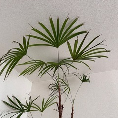 シュウロウチク　観葉植物　の画像