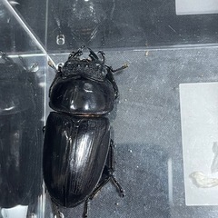 [能勢YG産]オオクワガタ　メス　1匹　の画像