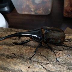 ヘラクレスヘラクレス１の画像