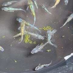 めだか　メダカ　ラメ20匹の画像