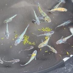 めだか　メダカ　ラメ20匹の画像