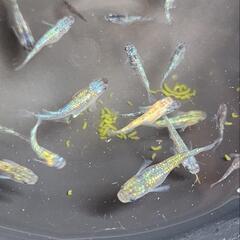 めだか　メダカ　ラメ20匹の画像