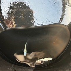 ネプチューン1ペアの画像