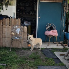 🟢土地勘の無い　迷子犬探してます❗️