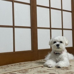 4歳 マルチーズ