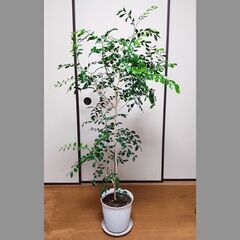 【お取引中】観葉植物　シルクジャスミン（ゲッキツ）135センチの画像